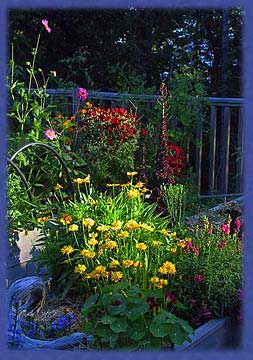 Late summer bloom in the deck garden