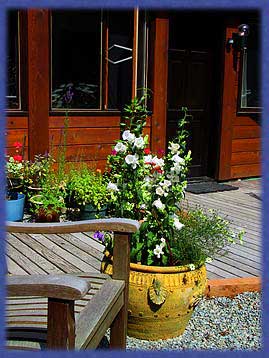 Flowers beside a deck chair