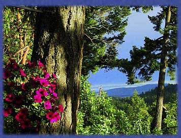 Hanging basket by the deck