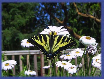 Swallowtail butterfly in the deck garden